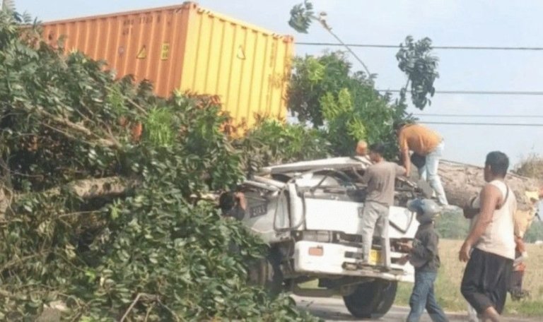 POHON TUMBANG TIMPA TRUK DI JALAN BARU KARAWANG